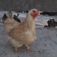 گم شده
