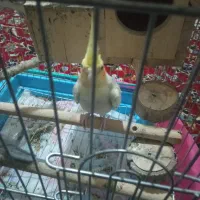 عروس هلندی