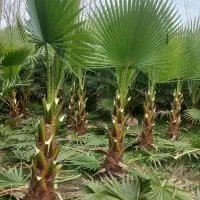 پالم واشنگتن تنه قرمز آناناسی صادراتی برگ پالم