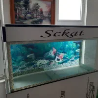 آکواریوم|ماهی|اردبیل, |دیوار