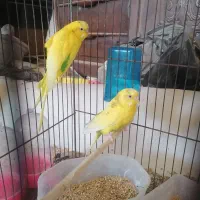 جفت مرغ عشق