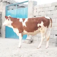 گوساله سمینتال تازه نر خورده