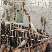 عروس هلندی با لوازم