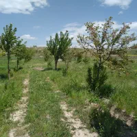 باغ|فروش زمین و ملک کلنگی|نیر (اردبیل), |دیوار