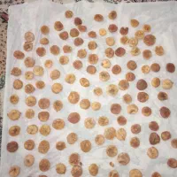انجر|خدمات باغبانی و درختکاری|سرپل ذهاب, |دیوار