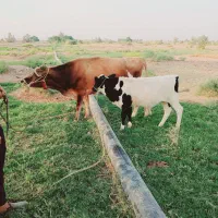 گاو با گوساله نر