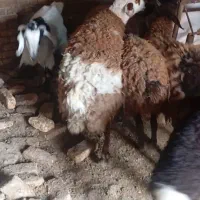 بره نر قوچی|حیوانات مزرعه|مشهد, كنويست|دیوار