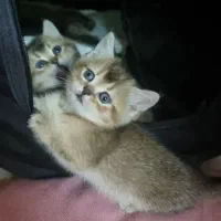 بچه گربه ناز بریتیش گلد ۲ماهه|گربه|اهواز, زیباشهر|دیوار