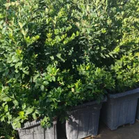 درختچه یاس هلندی|خدمات باغبانی و درختکاری|فلاورجان, |دیوار