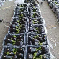 بسته بندی صیفیجات|استخدام خدمات فروشگاه و رستوران|یزد, |دیوار