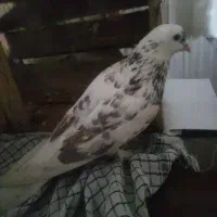 کفتر نر پرشی به شرط|حیوانات|نظرآباد, نظرآباد|دیوار