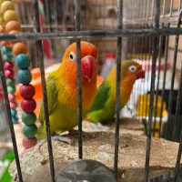 طوطی برزیلی