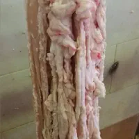 روده چاق گوسفندی|خوردنی و آشامیدنی|تهران, ترمینال جنوب|دیوار