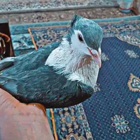 کفتر یا کبوتر ساده صندل کاکلی|حیوانات|مشهد, خواجه ربیع|دیوار