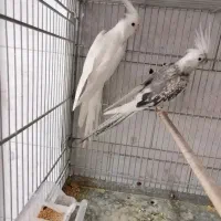 عروس هلندی ومرغ عشق پروانه ای|پرنده|آذرشهر, |دیوار