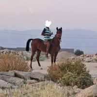 فروش اسب مادیون سه ساله