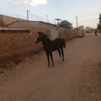 اسب|اسب و تجهیزات اسبسواری|بوئین زهرا, |دیوار