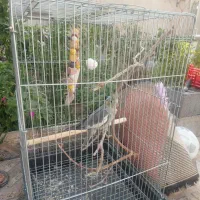 عروس هلندی ۷۰۰|پرنده|گرمسار, |دیوار