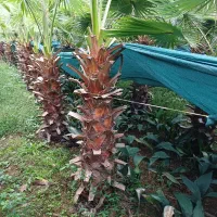 پالم تعداد ۵۵۰ تا متراژ از ۱۴۰ تا ۱۷۰ فقط تنه|گل و گیاه طبیعی|کومله, |دیوار