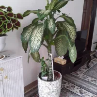 گل دیفن باخیا