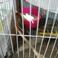 قناری دارچینی نر مست