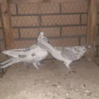 ۳ جفت قناری|پرنده|کاشان, باغ ماجد|دیوار