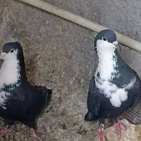 کفتر