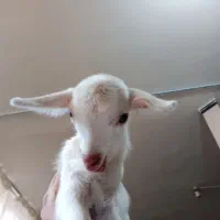 بزغاله سانن عروسک|حیوانات مزرعه|مشهد, عبادی|دیوار