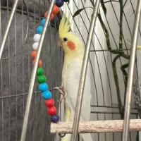 عروس لوتینو مولد