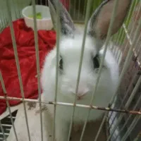 خرگوش خوب|موش و خرگوش|برازجان, |دیوار