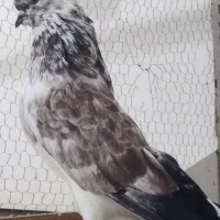 قاره از نژاد سو قدیم سرکله دار قوچی