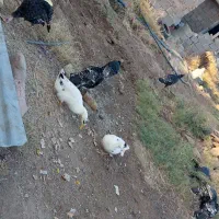 بوقلمون|حیوانات مزرعه|خواف, |دیوار