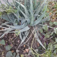 گل الوئه ورا