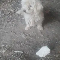 شیتزو ماده جوان