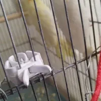 عروس هلندی لوتینو|پرنده|کرمان, |دیوار