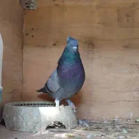 فروش سبز نر|پرنده|نرماشیر, |دیوار