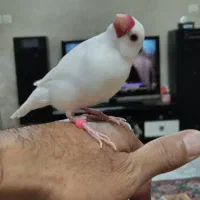 فنچ نرگسی
