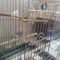 عروس هلندی|پرنده|تهران, اسفندیاری|دیوار