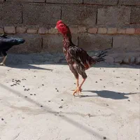 خروس نژاد میکس