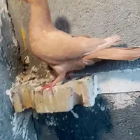 کبوتر کفتر|پرنده|مشهد, پورسینا|دیوار