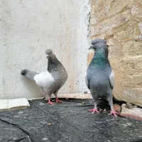 3 جفت بهبهانی خوب