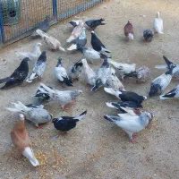 جوجه های ناب وپرشی آماده