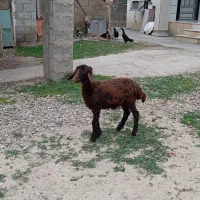 بره ماده افشار  تراشیده ارزان قیمت