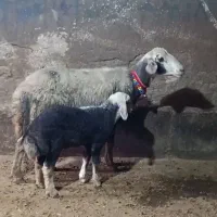 میش و بره جوان