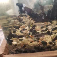 ماهی گوپی و سوارتل|ماهی|تربت‌حیدریه, قائم|دیوار