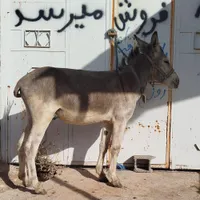 الاغ ماده جوان|حیوانات مزرعه|شیراز, سعیدیه جنوبی|دیوار