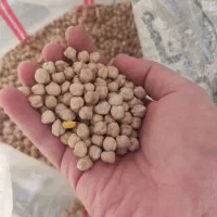 حبوبات 12 کیلو نخود فله ای