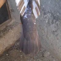 سینه‌ای|پرنده|مسجد سلیمان, |دیوار