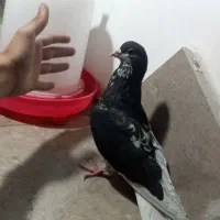 سه تا کفتر گرفتنی|پرنده|مرودشت, بهارستان|دیوار