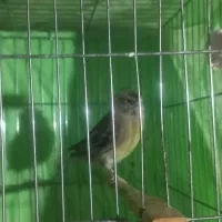 قناری ماده ابلق اماده جوان|پرنده|میاندوآب, |دیوار